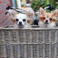 Hondenoppas werk Groesbeek: baasje van Elmo en Bella 