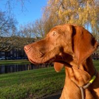 Hondenoppas werk Rotterdam: baasje van York