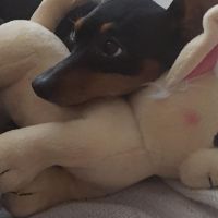 Hondenoppas werk Uithoorn: baasje van Morena