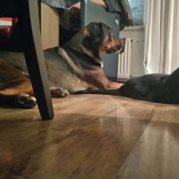 Hondenopvang Nuth: Ernesto 