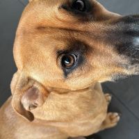 Hondenoppas werk Heiloo: baasje van Nusa