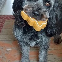 Hondenoppas werk Heemskerk: baasje van Lilly