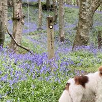 Hondenoppas werk Driebergen-Rijsenburg: baasje van Charlie