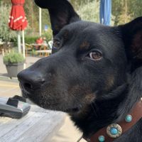 Hondenoppas werk Santpoort-Noord: baasje van Mika 