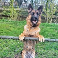 Hondenoppas werk Veenendaal: baasje van Kiara