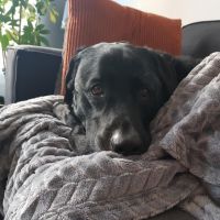 Hondenoppas werk Lisse: baasje van Charlie 
