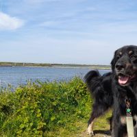 Hondenoppas werk Brielle: baasje van Duke