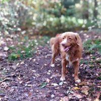Hondenoppas werk Houten: baasje van Layka 