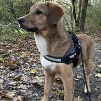 Hondenoppas werk Apeldoorn: baasje van Max
