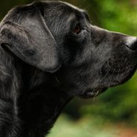 Hondenoppas werk Apeldoorn: baasje van Sam