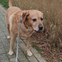 Hondenoppas Amsterdam: Manon