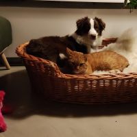 Hondenoppas werk IJmuiden: baasje van 1