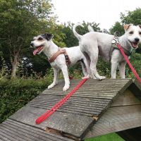 Hondenoppas werk IJhorst: baasje van Tosca en Kiddo