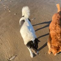 Hondenoppas werk Zandvoort (Noord-Holland): baasje van Stella en MissE 