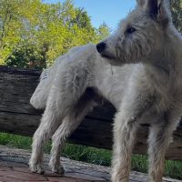 Hondenoppas werk Spijkenisse: baasje van Pluto