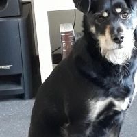 Hondenoppas werk Gouda: baasje van Blixem