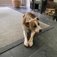 Hondenoppas werk Amstelveen: baasje van Cody