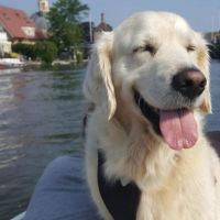 Hondenoppas werk Alphen aan den Rijn: baasje van Bojo