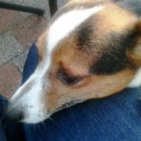 Hondenoppas Deventer: Alie