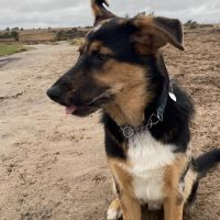 Hondenoppas werk Arnhem: baasje van Juup