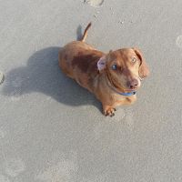 Hondenoppas werk Amersfoort: baasje van Hero 