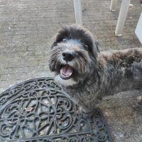 Hondenoppas werk Alphen aan den Rijn: baasje van Bruce