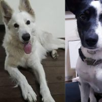 Hondenoppas werk Capelle aan den IJssel: baasje van Scott en Lucy
