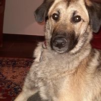 Hondenoppas werk Roden: baasje van Sora