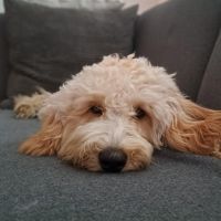 Hondenoppas werk Zoetermeer: baasje van Moos