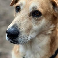 Hondenoppas werk Velserbroek: baasje van Stein