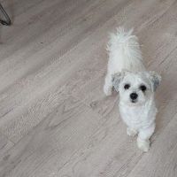 Hondenoppas werk Alphen aan den Rijn: baasje van Lucky