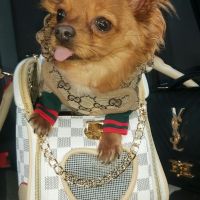 Hondenoppas werk Spijkenisse: baasje van Gucci 