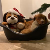 Hondenoppas werk Helmond: baasje van Buddy