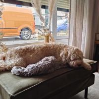 Hondenoppas werk Tilburg: baasje van Rex/mimi