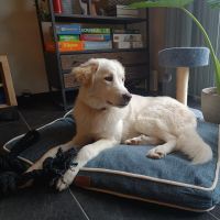 Hondenoppas werk Nijmegen: baasje van Zola