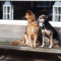 Hondenoppas West-Souburg: John en Ester