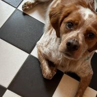 Hondenoppas werk Rotterdam: baasje van Teddy