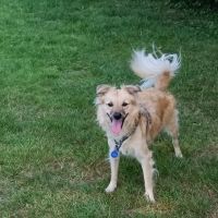 Hondenoppas werk Zoetermeer: baasje van Reva