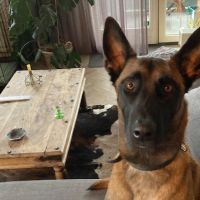 Hondenoppas werk Nijmegen: baasje van Johnny