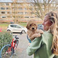 Hondenoppas Groningen: Rebecca