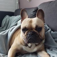 Hondenoppas werk Coevorden: baasje van Buddy