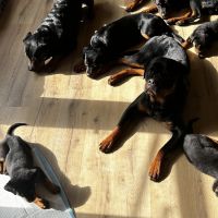 Hondenoppas werk Den Bosch: baasje van Zinzi zuma Rosco Zeus zina