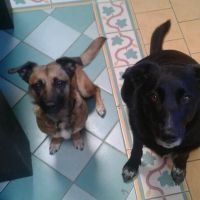 Hondenoppas werk Gouda: baasje van Binkie en Chica
