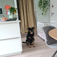 Hondenoppas adres Purmerend: Daisy