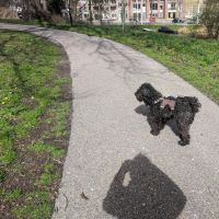 Hondenoppas werk Alkmaar: baasje van Ed