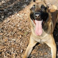 Hondenoppas werk Amersfoort: baasje van Sarge