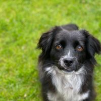 Hondenoppas werk Zutphen: baasje van Sammie