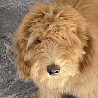 Hondenoppas werk Zeist: baasje van Buddy