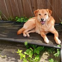 Hondenoppas werk Zoetermeer: baasje van Maddy