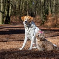 Hondenoppas werk Dieren: baasje van Charlie,Chaplin,Hedwig, Abigail 